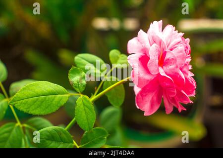 Le rose rosse nei climi tropicali fanno sempre balbettare la gente. Una ragazza appassionata con un sorriso rosso del labbro. Foto Stock