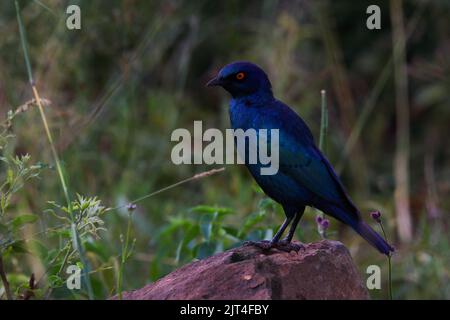 Grande uccello stellare dalle orecchie blu su Una roccia (Lamprotornis chalybaeus) Foto Stock