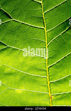 Foglie venate retroilluminate verdi gialle foglie vene distribuiscono i nutrienti dell'acqua pianta di foglie astratta Foto Stock
