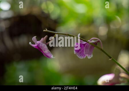 Le orchidee viola sono tipiche orchidee dei tropici, che possono essere trovate ovunque nelle terre o nei giardini degli agricoltori. Foto Stock