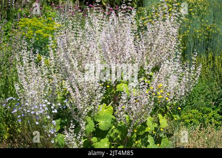 Salvia sclarea pianta fioritura in Giardino fioritura Fiori, erbacee Salvias White Fiore Hardy Giugno piante perenni Salvia stagione inizio estate Foto Stock