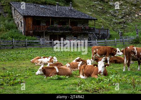 Mucche vicino a vecchia casa rurale tradizionale in legno nel villaggio di Innergschlos, Valle Gschlostal nel Parco Nazionale degli alti Tauri, Tirolo orientale, Austria Foto Stock