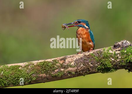 Kingfisher con pesce Foto Stock