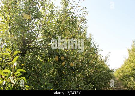 Williams Pear Tree Orchard con rami di frutta in Orchard Foto Stock