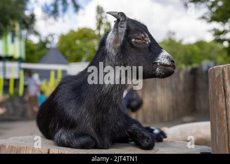 Primo piano ritratto di capra sorpresa. Concetti di bellezza animali domestici. Aspetto espressivo e originale della capra. Luci naturali Foto Stock