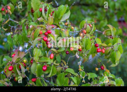 Rami di Rowan con la frutta matura primo piano. Bacche rosse di rowan sui rami dell'albero di rowan, chiocciole mature di rowan e foglie verdi. Foto Stock
