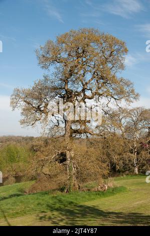 Gardens, Mount Juliet Estate (hotel e campo da golf), Thomastown, Co. Kilkenny, Eire. Bell'albero di quercia Foto Stock