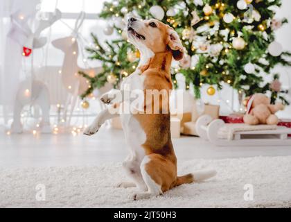 Beagle cane nel periodo di Natale Foto Stock