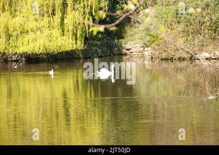 Swan on Lake, St Stephen's Green, Dublino, Eire. St Stephen's Green è un parco pubblico nel centro di Dublino, con ampie aree per passeggiare e godersi il Foto Stock