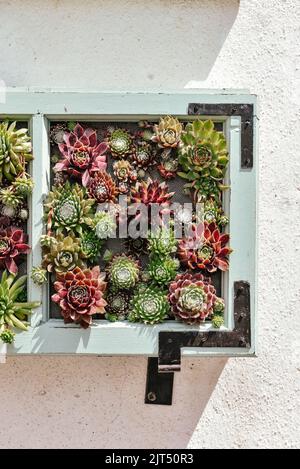 Un colpo verticale di una piantatrice in legno con piante succulente sulla parete di una vecchia casa Foto Stock