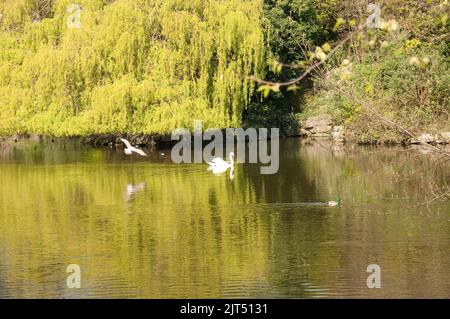 Swan Lake, St Stephen's Green, Dublino, Eire. St Stephen's Green è un parco pubblico nel centro di Dublino, con ampie aree per passeggiare e godersi il gar Foto Stock