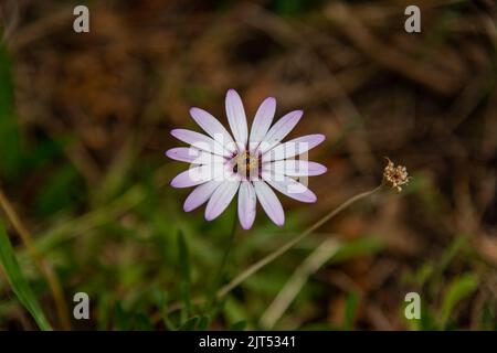 Fiori rosa in natura, sfondo dolce, sfondo floreale sfocato, cosmo rosa chiaro e rosa profondo Foto Stock