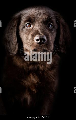 carino cucciolo ritratto su sfondo nero. Razza Hovawart. Cucciolo giovane simpatico e divertente. Foto Stock