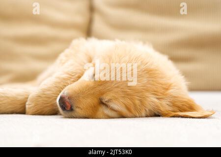 cucciolo giovane addormentato carino. Cucciolo d'oro su sfondo bianco. Razza Hovawars. Foto Stock