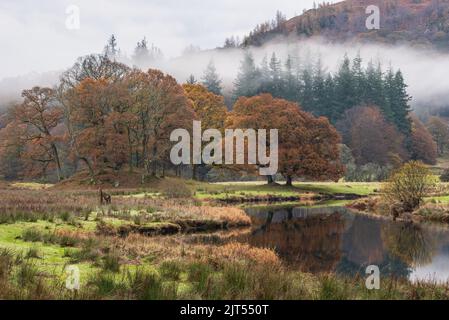L'epica immagine del paesaggio autunnale del fiume Brathay nel Lake District si affaccia verso Langdale Pikes, con la nebbia sul fiume e i vibranti boschi Foto Stock