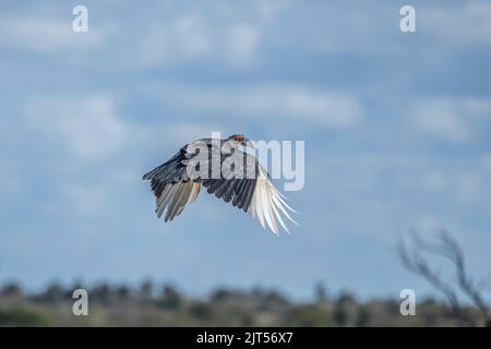 Massa meridionale Hornbill in volo Foto Stock