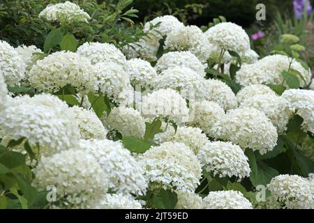 Mopihead bianco Hydrangea 'Annabelle' in fiore. Foto Stock