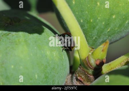 Foto macro di Ladybird sulla foglia di fico Foto Stock