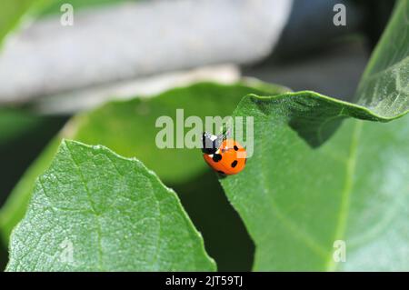 Foto macro di Ladybird sulla foglia di fico Foto Stock