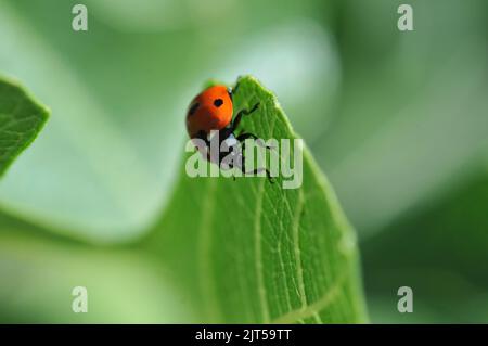 Foto macro di Ladybird sulla foglia di fico Foto Stock