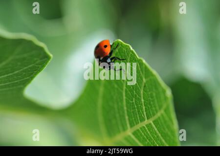 Foto macro di Ladybird sulla foglia di fico Foto Stock