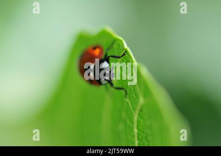 Foto macro di Ladybird sulla foglia di fico Foto Stock