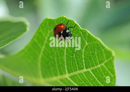 Foto macro di Ladybird sulla foglia di fico Foto Stock