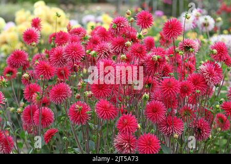 Dahlia 'Josudi Ercole' in fiore. Foto Stock