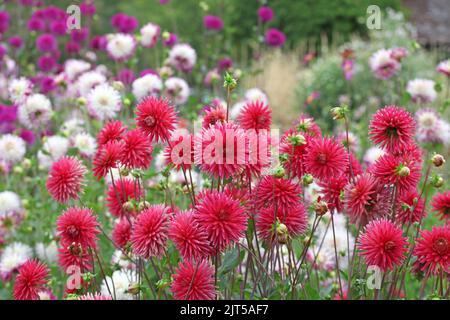 Dahlia 'Josudi Ercole' in fiore. Foto Stock