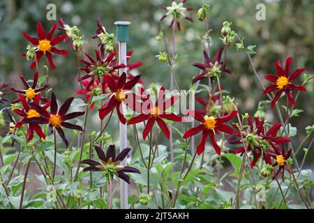 Dahlia 'Honka Black' in fiore. Foto Stock