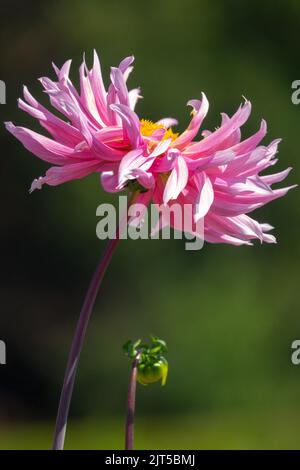 Fiore singolo Dahlia 'Hollyhill Cotton Candy' bel fiore rosa su stelo ritratto Dahlia cactus, sfondo verde, singolo gambo di fiore Foto Stock