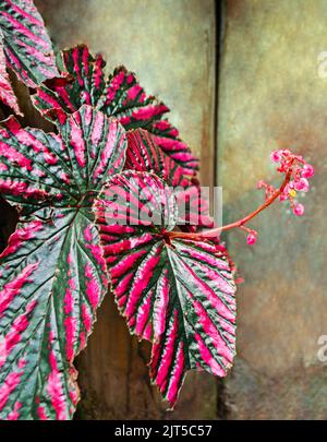 Begonia brefrimosa pianta in fiore Foto Stock