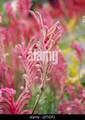 'Bush Pearl' Kangaroo Paw fiori Foto Stock