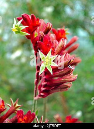 Fiore rosa Anigozanthos 'Bush Pizzaz' Kangaroo Paw fiore Foto Stock