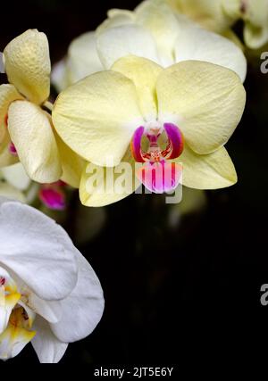 Fiori di orchidea bianca e gialla su sfondo nero con spazio copia Foto Stock