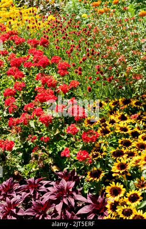 Piante gialle rosse giardino Rudbeckia 'sonora' Pelargoniums rosso, zinnie, celosia foglie rosse in un aiuola, metà estate Foto Stock