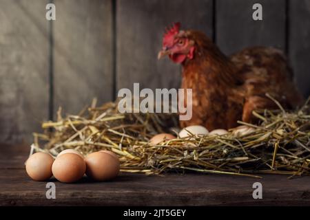 gallina in nido all'interno di un pollo di legno con sole e un mucchio di uova vicino Foto Stock