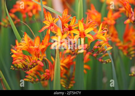 Arancione Crocosmia 'Fireststarter' in fiore Foto Stock