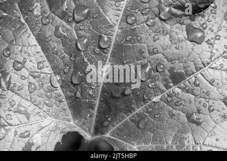 Enorme foglia di zucca coperta da gocce di rugiada in bianco e nero. Foto Stock