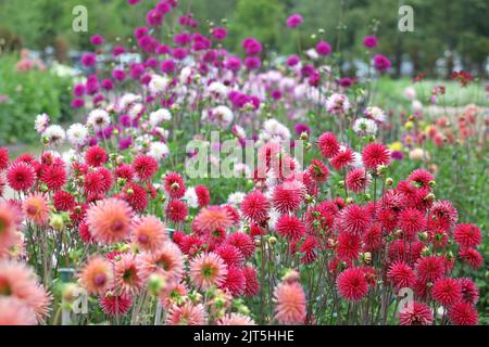 Dahlia 'Josudi Ercole' in fiore. Foto Stock