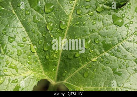 Enorme foglia di zucca coperta da gocce di rugiada. Foto Stock