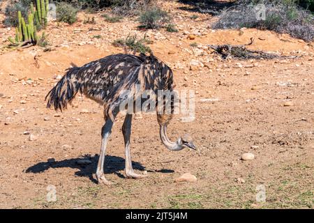 Primo piano di uccelli selvatici di struzzo comune africano. Sudafrica Foto Stock