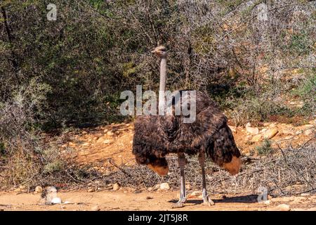 Primo piano di uccelli selvatici di struzzo comune africano. Sudafrica Foto Stock