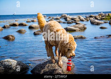 cane che gioca prendere in acqua con giocattolo in acqua di costa rocciosa Foto Stock