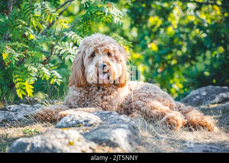 giovane cane dodle dorato sdraiato sulle rocce Foto Stock