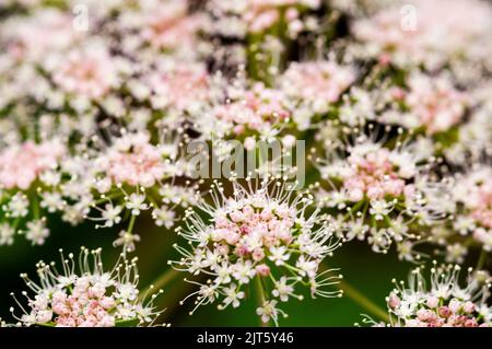 Fiori di Milkweed ai giardini Powerscourt di Enniskerry, Irlanda. Foto Stock