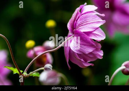 Anemone giapponese nel Giardino giapponese a Powerscourt Gardens a Enniskerry, Irlanda. Foto Stock