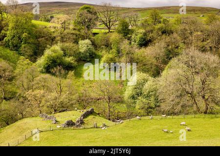 Pecore che pascolano in una zona boscosa di Swaledale, Yorkshire Dales National Park, North Yorkshire, UK Foto Stock