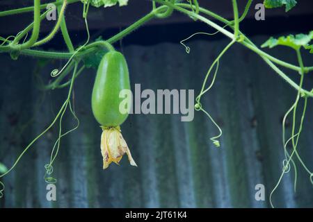 Cera Gourd Chalkumra vegetale organico. Ash Gourd semi di melone d'inverno. Benincasa hispida Foto Stock