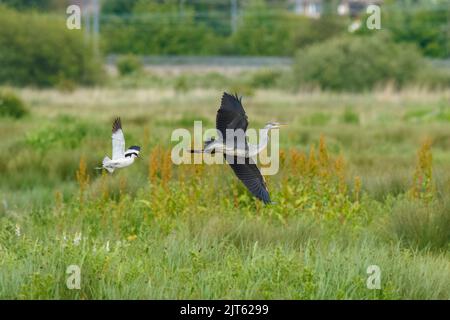 Un avoceto e un airone grigio che volano su un campo di erba selvatica e piante con alberi sullo sfondo Foto Stock